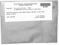 Cercospora beticola image